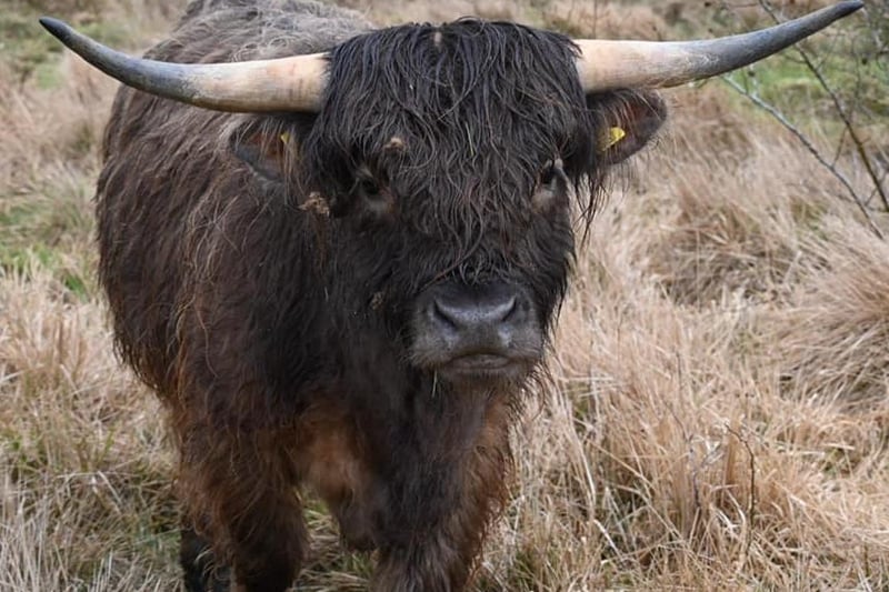 Highland Cows in Twywell