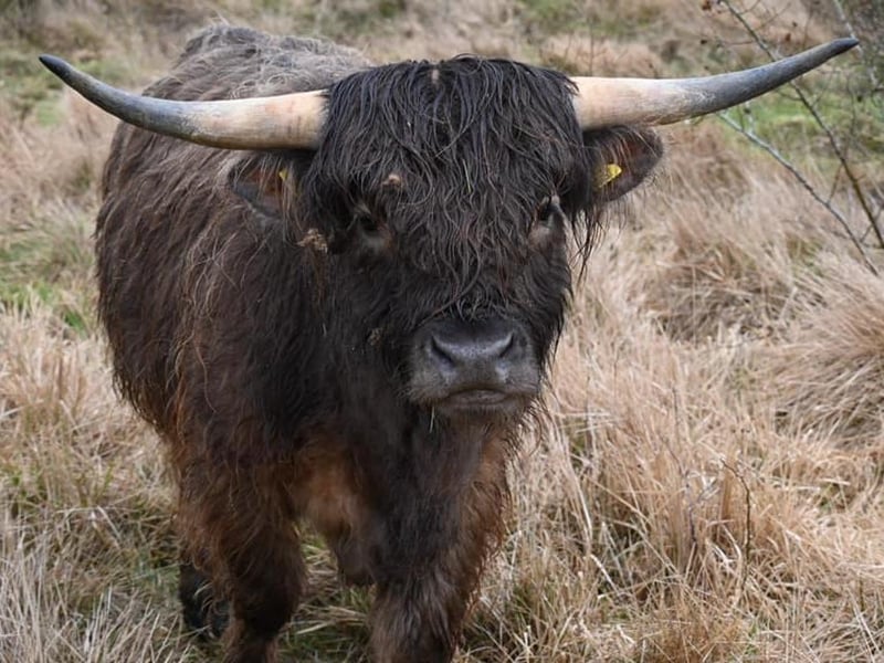 Highland Cows in Twywell