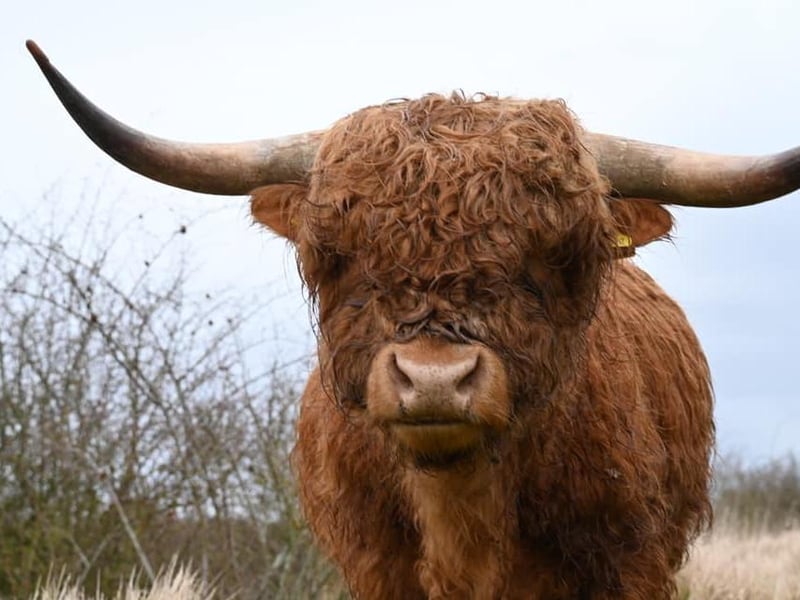 Highland Cows in Twywell