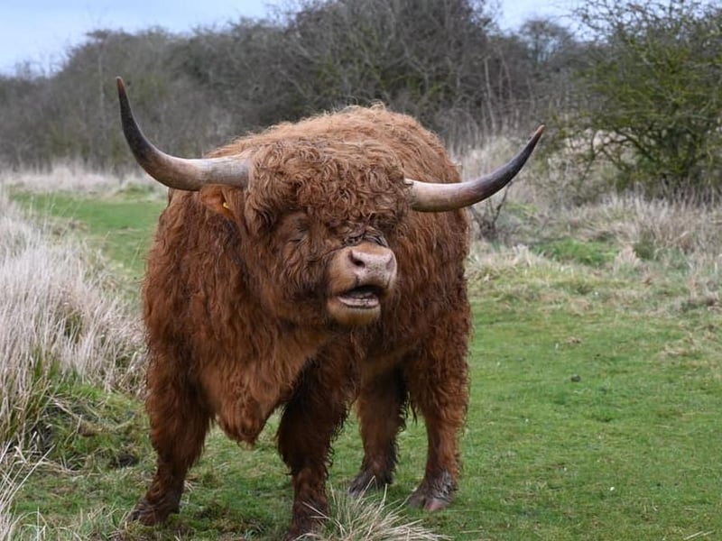Highland Cows in Twywell