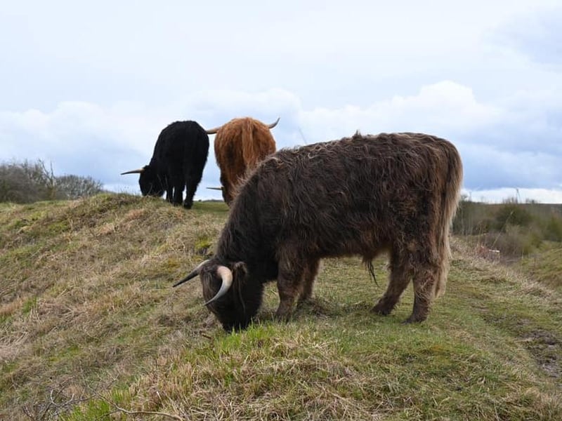 Highland Cows in Twywell