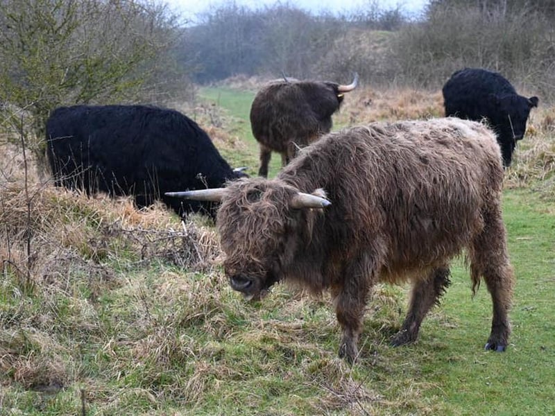 Highland Cows in Twywell