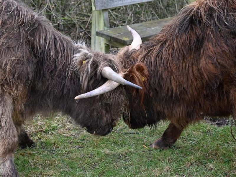 Highland Cows in Twywell