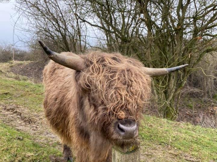 Highland Cows in Twywell
