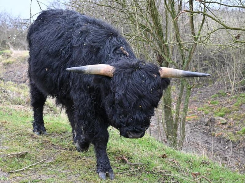 Highland Cows in Twywell