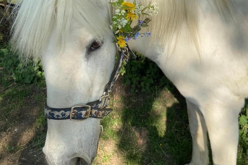 Pepper the pony, in a field of his own near Byfield. He belongs to Marie Thomas.