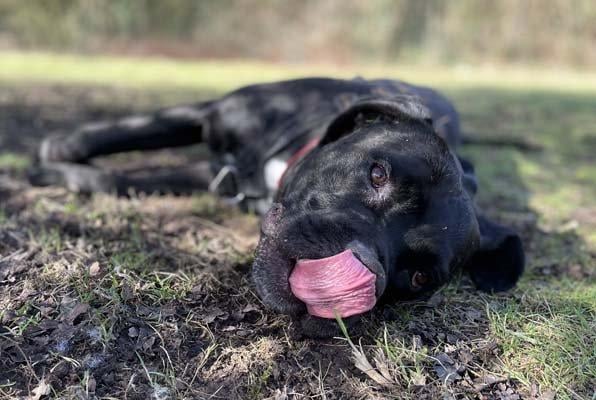Rocco is a two-year-old male cross breed at the RSPCA's Brighton base. The RSPCA say Rocco is a very friendly and affectionate dog who is also housetrained. SUS-210331-133011001