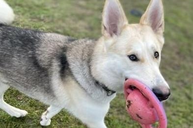 Copper is a 16-month-old male German Sheppard-Huskey mix at the RSPCA's Brighton base. The RSPCA say Copper is a bouncy and high-energy dog who is still learning. SUS-210331-133501001