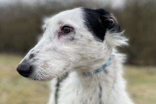 Rascal is a two-year-old male Lurcher at the RSPCA's base in Brighton. The RSPCA say Rascal is a friendly, lively dog who is very affectionate and loves cuddles. SUS-210331-134003001
