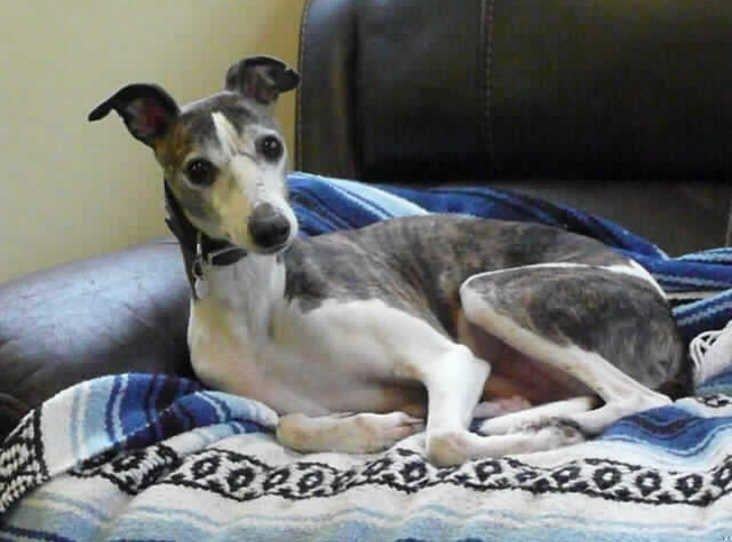 Flash is a three-year-old male whippet at the RSPCA's base in Leybourne. The RSPCA say Flash loves curling up and relaxng in a warm bed. SUS-210331-134533001