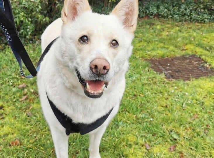 Snowy is a nine-year-old female German Shepherd cross at the RSPCA's base in Woking. The RSPCA say Snowy is very affectionate but would require an owner who is often at home. SUS-210331-140741001
