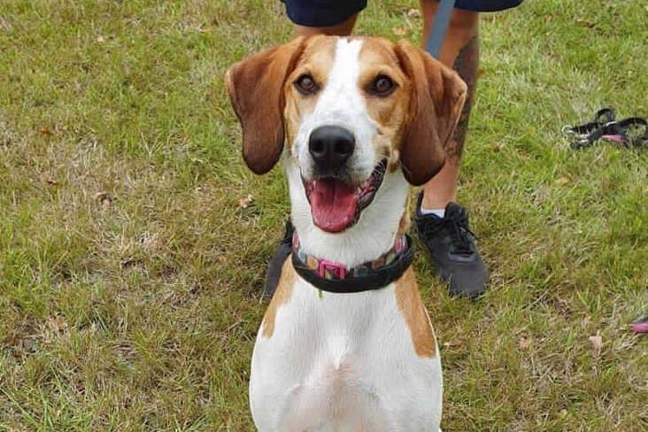 Bella is a one-year-old Beagle cross at the RSPCA's base in Woking. The RSPCA say Bella enjoys being with people she knows but can struggle to settle. SUS-210331-142027001