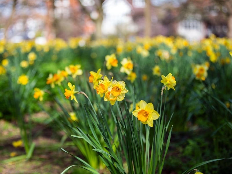The spring blossom made Upton County Park look very inviting. Photo: Kirsty Edmonds.