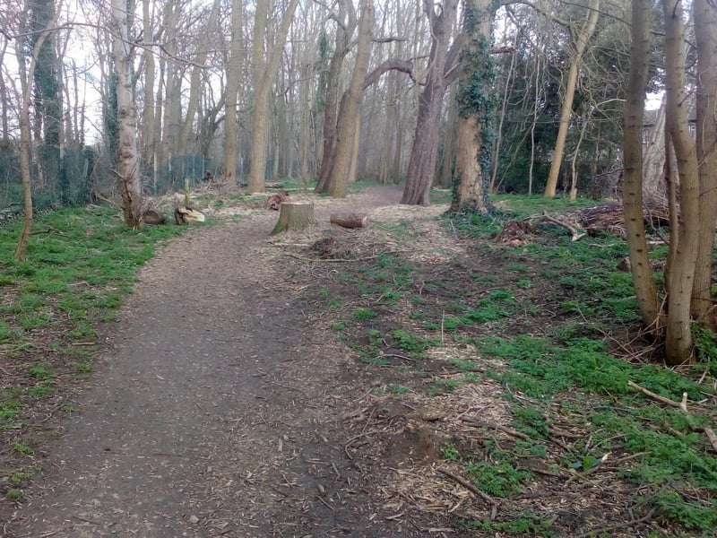 Muskham woods.