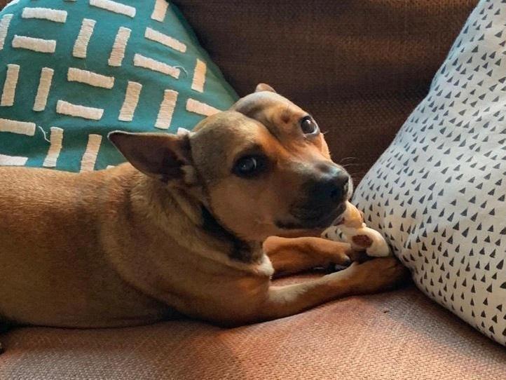 Little Lady is one of the dogs from RSPCA's Chichester base, SUS-210331-131012001
