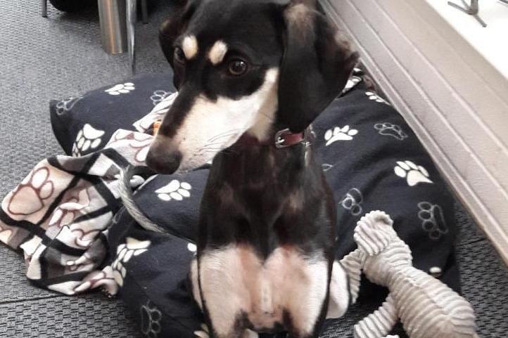Pumpkin is a young 14-month-old lurcher cross at RSPCA Surrey Woking & District Branch. She is active, playful, and affectionate, we feel she is making up for lost puppy hood.