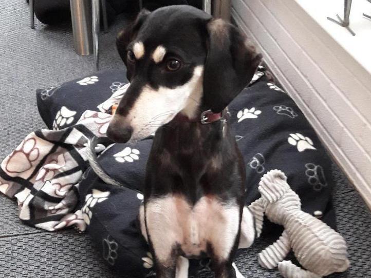 Pumpkin is a young 14-month-old lurcher cross at RSPCA Surrey Woking & District Branch. She is active, playful, and affectionate, we feel she is making up for lost puppy hood.