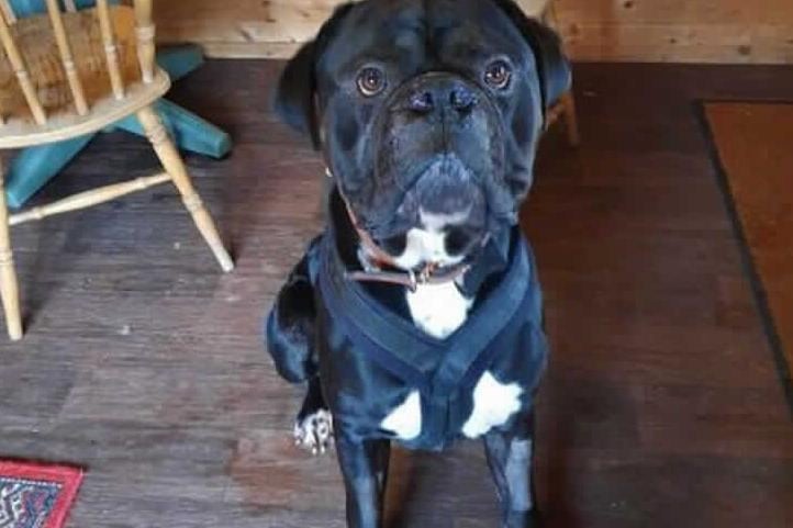 Bruce is a handsome big Sussex Bulldog at Millbrook Animal Centre, Woking. Bruce needs an experienced large breed home, ideally experienced with Mastiff types