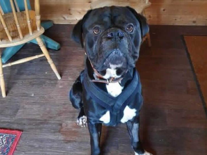 Bruce is a handsome big Sussex Bulldog at Millbrook Animal Centre, Woking. Bruce needs an experienced large breed home, ideally experienced with Mastiff types