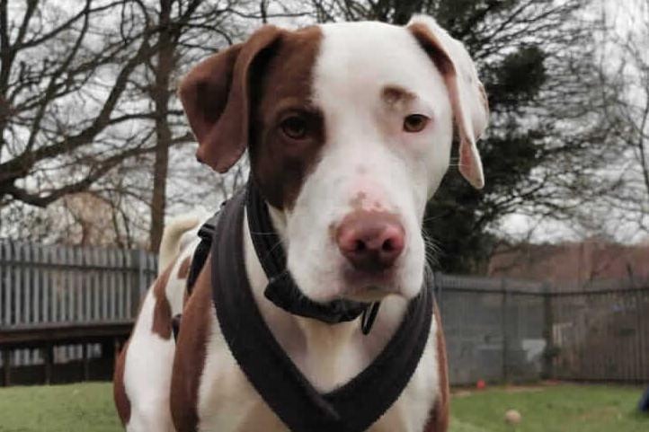 Ben came into Rspca care because his owner's could no longer afford to keep him. Ben is at Millbrook Animal Centre, Woking. Ben needs a very experienced active adult home that are experienced in scent work, man trailing or agility.