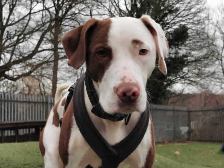 Ben came into Rspca care because his owner's could no longer afford to keep him. Ben is at Millbrook Animal Centre, Woking. Ben needs a very experienced active adult home that are experienced in scent work, man trailing or agility.