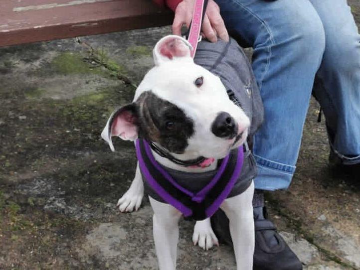Coco came into RSPCA care because very sadly her owners passed away. Coco is at Millbrook Animal Centre, Woking