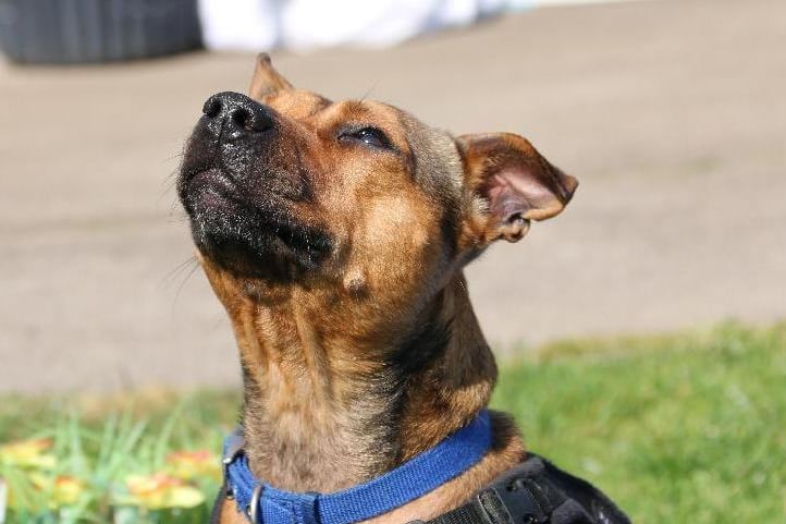 Little Lady is an affectionate and fun loving dog, looking for the home to be in a quiet location with limited visual and auditory stimulation. Little Lady is at Mount Noddy Animal Centre, Chichester.