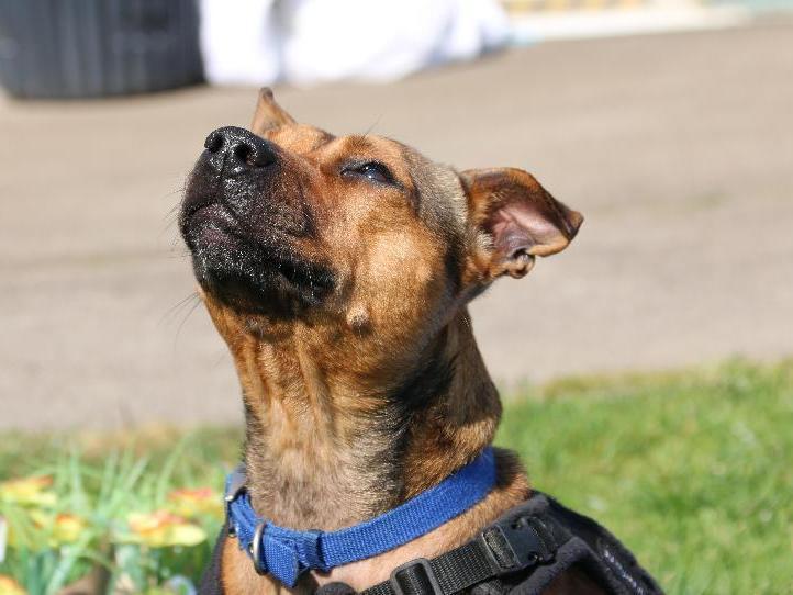 Little Lady is an affectionate and fun loving dog, looking for the home to be in a quiet location with limited visual and auditory stimulation. Little Lady is at Mount Noddy Animal Centre, Chichester.