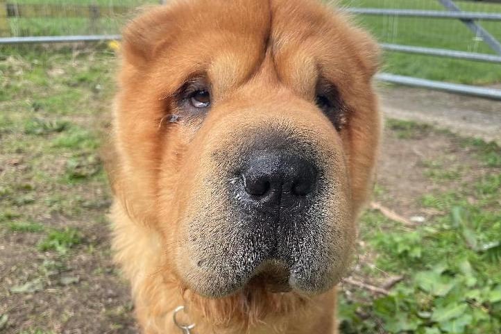 Meatball is a friendly guy who is here through no fault of his own and his now ready to look for his forever home. The Shar-pei is at RSPCA's centre in Fareham