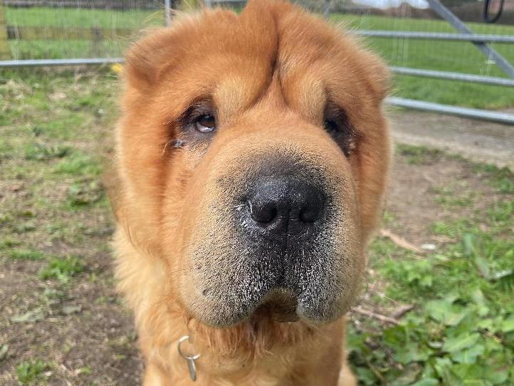 Meatball is a friendly guy who is here through no fault of his own and his now ready to look for his forever home. The Shar-pei is at RSPCA's centre in Fareham