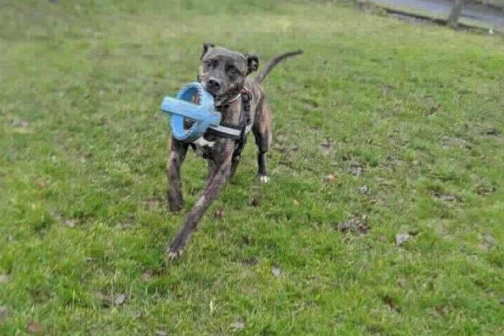 The Lurcher crossbreed is at Southridge Animal Centre, Potters Bar. Some of the main criteria of adopting Sebastian are a large, securely fenced garden or small holding, min fencing 6ft; an adult household and to be the only animal in the home