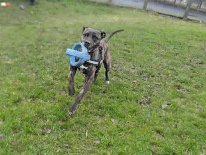 The Lurcher crossbreed is at Southridge Animal Centre, Potters Bar. Some of the main criteria of adopting Sebastian are a large, securely fenced garden or small holding, min fencing 6ft; an adult household and to be the only animal in the home