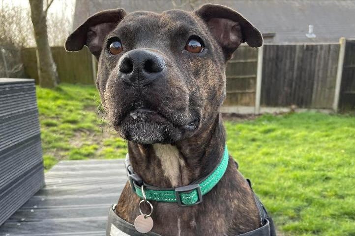 Bryn is a friendly chap, and enjoys human company  he can however, become anxious when given affection and is handled too quickly. The Staffordshire Bull Terrier is as the RSPCA centre in Fareham