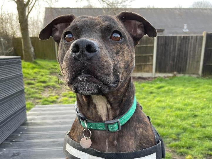 Bryn is a friendly chap, and enjoys human company he can however, become anxious when given affection and is handled too quickly. The Staffordshire Bull Terrier is as the RSPCA centre in Fareham