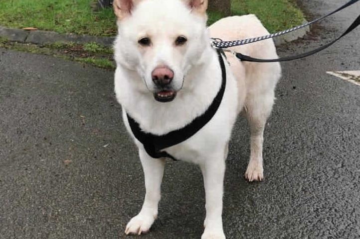 Snowy was unfortunately returned to the RSPCA as her owners were unable to keep her due to her severe seperation anxiety. After a short stay here she is now ready to find her forever home. Millbrook Animal Centre, Woking