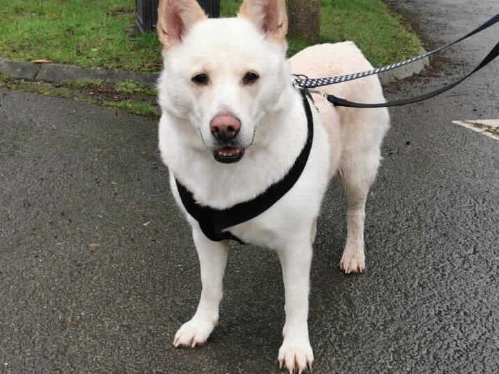 Snowy was unfortunately returned to the RSPCA as her owners were unable to keep her due to her severe seperation anxiety. After a short stay here she is now ready to find her forever home. Millbrook Animal Centre, Woking