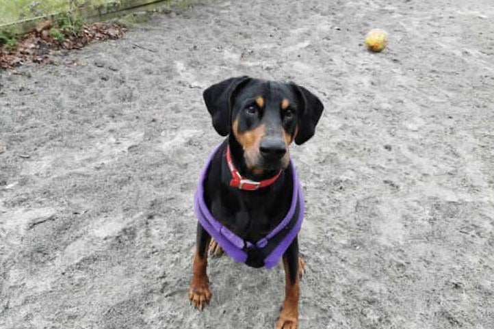 Doberman Merlin is a lovely boy and has a real zest for life. He still enjoys his walks and loves to play off lead with his balls. Merlin is at Millbrook Animal Centre, Woking