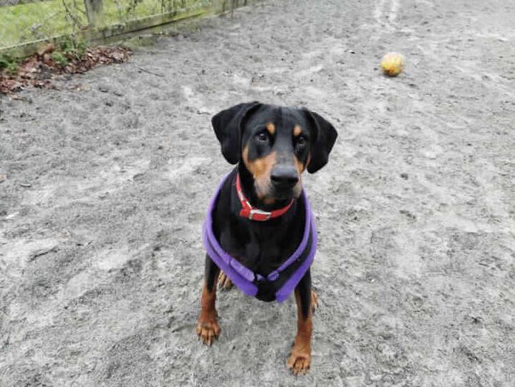 Doberman Merlin is a lovely boy and has a real zest for life. He still enjoys his walks and loves to play off lead with his balls. Merlin is at Millbrook Animal Centre, Woking