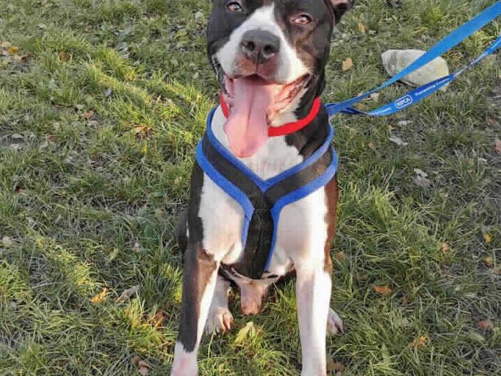 Benson is a really friendly chap who loves fuss and attention. Benson is a very clever boy and loves learning new things especially for a tasty treat. Benson is Millbrook Animal Centre, Woking