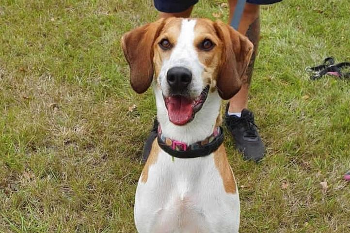 Beagle crossbreed Bella is at Millbrook Animal Centre, Woking. Bella is looking for a very experienced adult only home with someone who has trained and had young complex dogs before, she is looking for a home that has experience with scent/sight hounds.