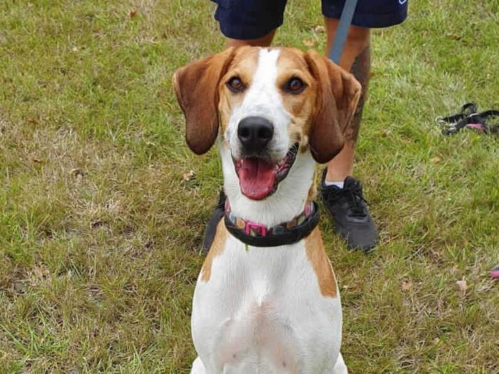 Beagle crossbreed Bella is at Millbrook Animal Centre, Woking. Bella is looking for a very experienced adult only home with someone who has trained and had young complex dogs before, she is looking for a home that has experience with scent/sight hounds.