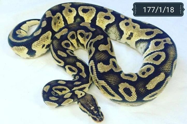 This pretty royal python or ball python - at Brighton Animal Centre - is a 'pastel' morph meaning it has a lighter colour. Royal pythons can become used to human contact if you handle them recent.