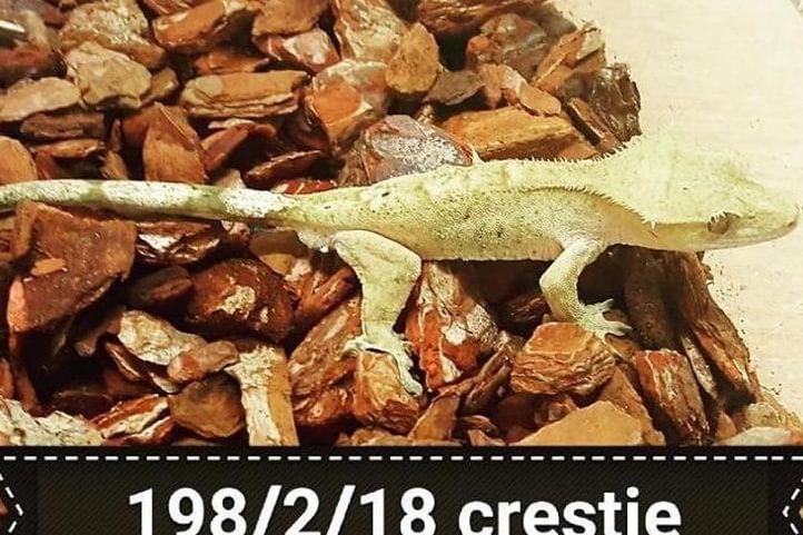 Brighton Animal Centre have two lovely crested geckos available at the moment. These fascinating geckos come from New Caledonia and live in low branches.