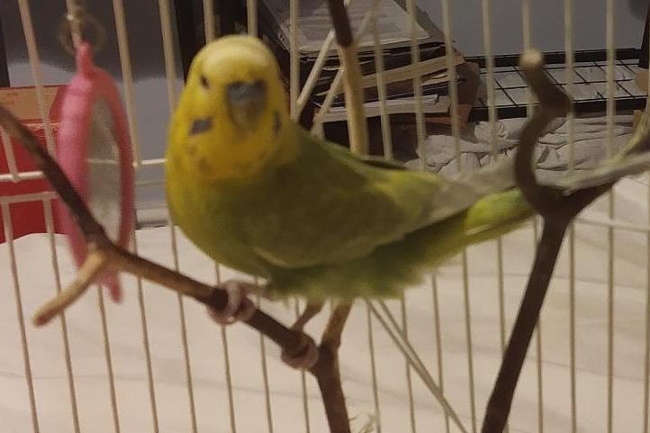 Bruce is a 3-year-old male budgie seeking an aviary home and more budgies to share it with. Bruce is at RSPCA Kent-Folkestone & District Branch