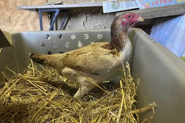 Gwyneth Poultry is looking for a home with other hens. She loves spending her time wandering around and sunbathing. Gwyneth is at Leybourne Animal Centre