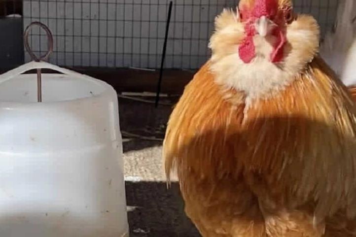 General Cluckingham was picked up as a stray and looking for a flock to call his own, he is a small Bantam breed looking for similar size hens to mooch around with. The general is at Leybourne Animal Centre
