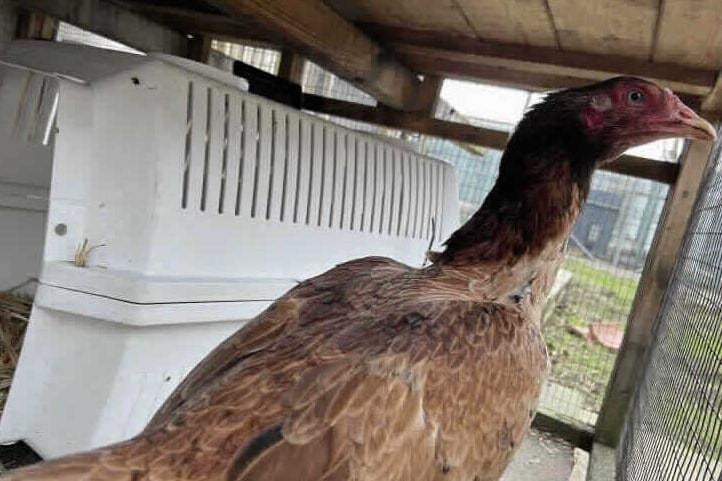 Dolly Carton is on the lookout for a new home with other hens. She loves spending her time wondering around and sunbathing.