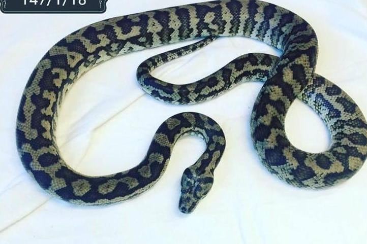 Carpet Pythons are quite long yet slender pythons and can be difficult to handle so need careful thought before deciding to rehome one. This one is at Brighton Animal Centre.