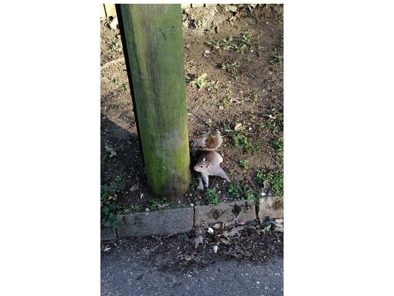 A furry little friend on Thorpe Road.