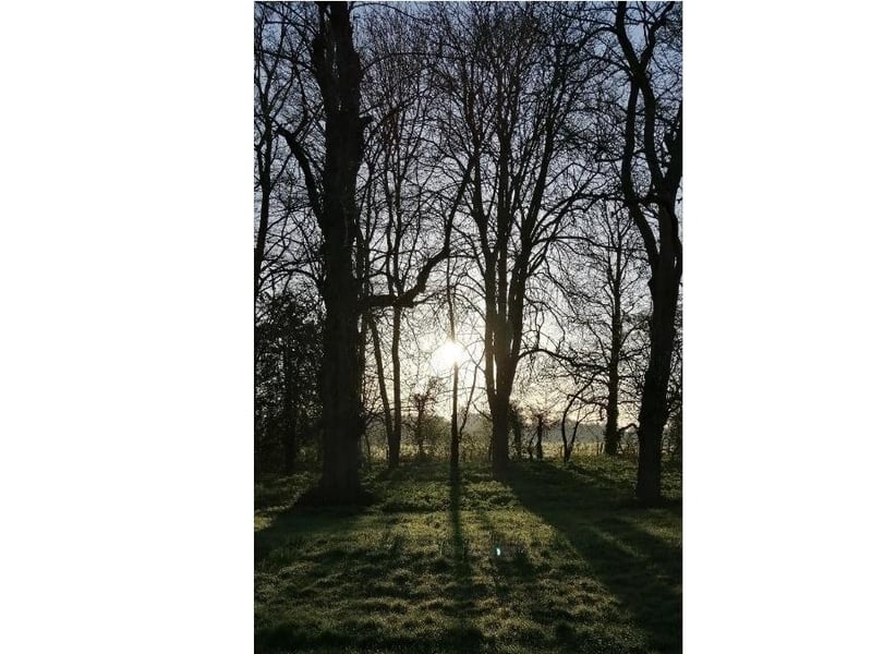 Thorpe Hall trees and daffodils at sunrise.